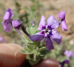 Jamesbrittenia fruticosa