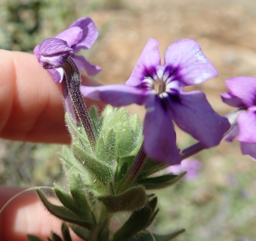Image of Jamesbrittenia fruticosa by no rights reserved