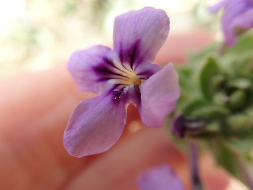 Image of Jamesbrittenia fruticosa by no rights reserved