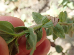 Jamesbrittenia fruticosa