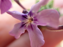 Jamesbrittenia fruticosa