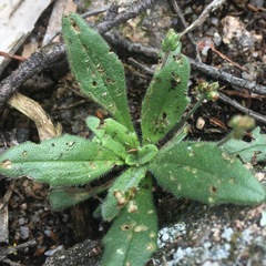 Plantago debilis