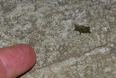 Tettiella