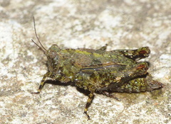 Tettiella