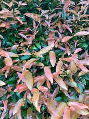 Syzygium myrtifolium