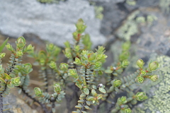 Pimelea traversii