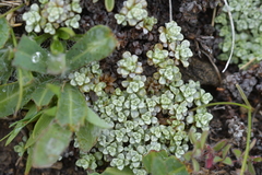 Raoulia parkii