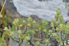 Pimelea traversii