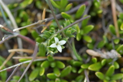 Galium perpusillum