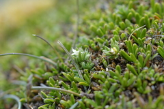 Galium perpusillum