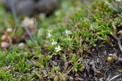 Galium perpusillum