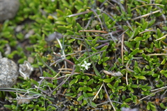 Galium perpusillum
