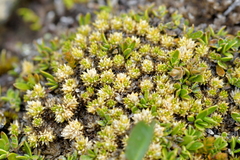 Colobanthus brevisepalus