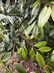 Cinnamomum subavenium