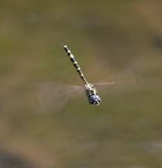 Hemicordulia intermedia