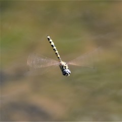 Hemicordulia intermedia