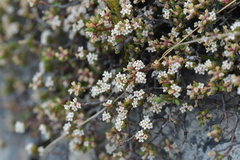 Pimelea notia