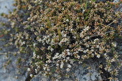 Pimelea notia