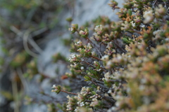 Pimelea notia