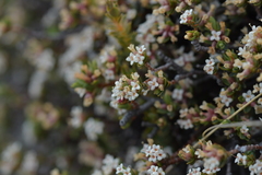 Pimelea notia