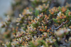 Pimelea notia
