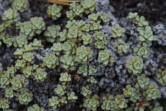 Raoulia parkii