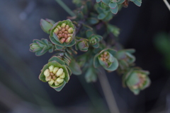 Pimelea traversii