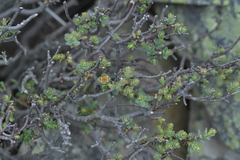 Pimelea traversii