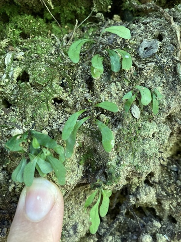 Lecanopteris scandens, photograph 6