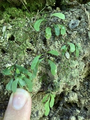 Lecanopteris scandens, photograph Danielle, CC BY, iNaturalist via GBIF