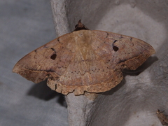 Hypopyra contractipennis