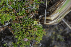Coprosma perpusilla
