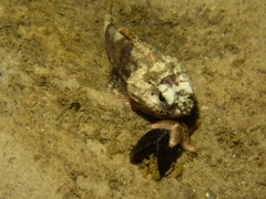 Maxillicosta scabriceps