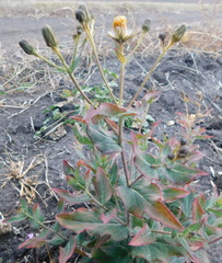 Hieracium virosum