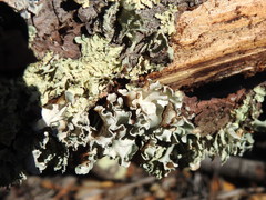 Parmotrema hypoleucinum
