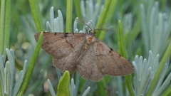 Selidosema pyrenaearia