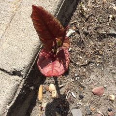 Reynoutria japonica