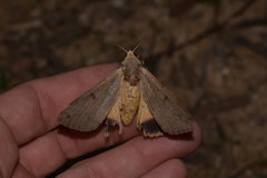 Ophiusa disjungens