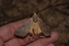 Ophiusa disjungens