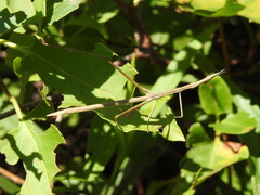 Tetanorhynchini
