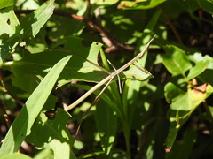 Tetanorhynchini