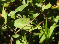 Tetanorhynchini