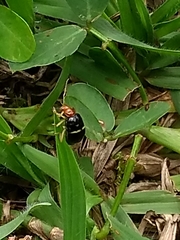 Gynandrobrotica