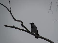 Corvus cornix