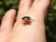 Tynacantha marginata