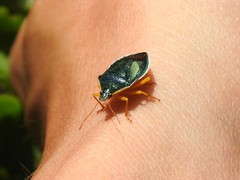 Tynacantha marginata