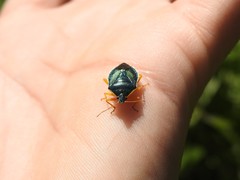 Tynacantha marginata