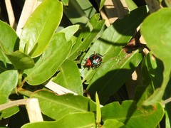 Tynacantha marginata