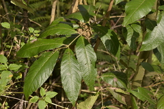 Ackama paniculosa
