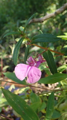 Impatiens chinensis